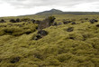 moss on lava field