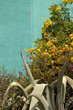 Wallflowers