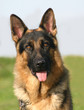 portrait de berger allemand