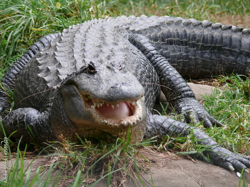 Crocodile Or Alligator?