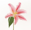 flower flower