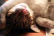 chat