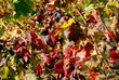 vigne rouge vigne rouge