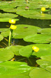  gelbe wasserlilien