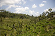 ricefield 1