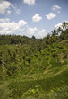 ricefield 2
