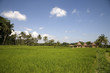 ricefield 3