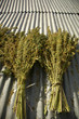 plantes de canabis