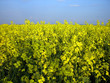 rapsfeld 3