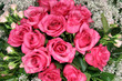 pink roses