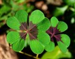 lucky 8