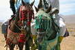 cavalier marocain