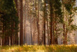 moody forest with mist among the trees