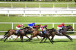 Photo: horse racing horse racing