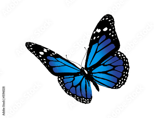 butterfly