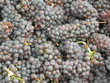Foto: grapes grapes