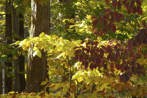 Photo: fall yellow leaves and red dogwood leaves fall yellow leaves and red dogwood leaves