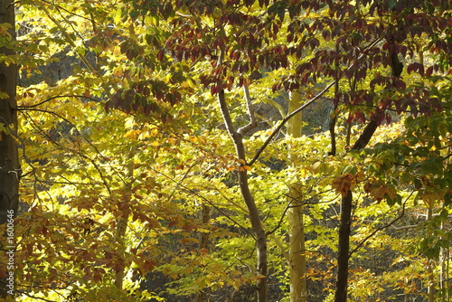 Photo: fall trees in the forest fall trees in the forest