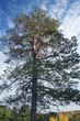 pine tree
