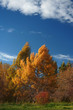 late autumn landscape