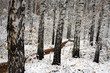 birch trees