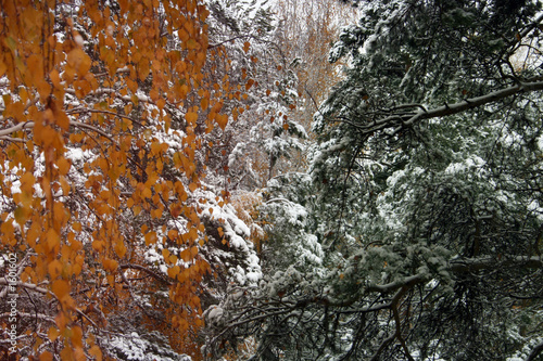 Photo: look through the winter forest look through the winter forest