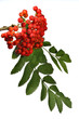 ashberries