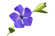 periwinkle