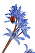 ladybird on a blue snowdrop