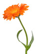 calendula