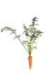 carrot with leaves