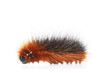 caterpillar