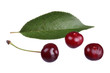 cherries and leaf