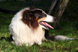 bordehr-collie außer atem