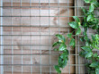 garden wall