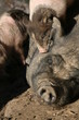 schweinerei