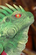 iguane iguane