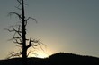 arbre mort arbre mort