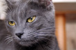 chat gris