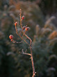 frost on hawthorn berries,  goldenrod background
