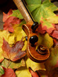 maple violin scroll and neck on autumn leaves