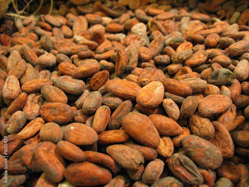 Foto: fèves de cacao (vue 3d) fèves de cacao (vue 3d)