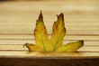 last leaf