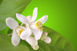 blooming lemon