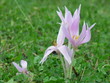 crocus in the mountain meadow