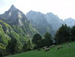 montenegro mountain meadow
