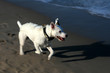 chien