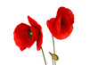 poppy flowers