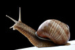 snail