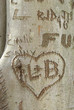 etching on a tree trunk etching on a tree trunk
